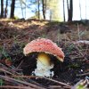 a Muscaria